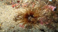 200 Grand cérianthe (Cerianthus membranaceus)